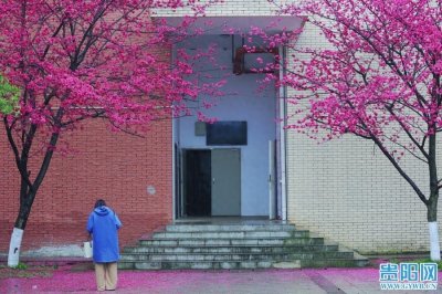 ​春满校园！花溪大学城又浪漫了！