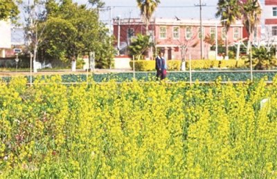 ​石狮湿地公园：立春过后 油菜花香