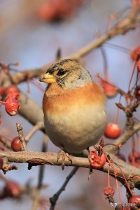 ​尾巴似燕子的燕雀