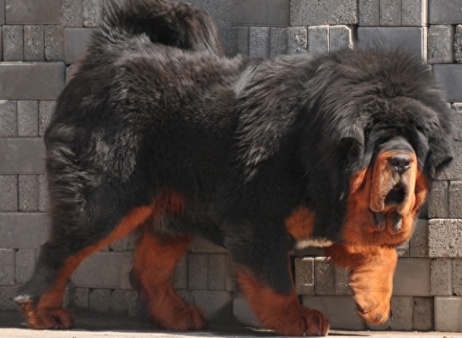 曾经卖20万美元的猪獒，如今上了餐桌被当美食