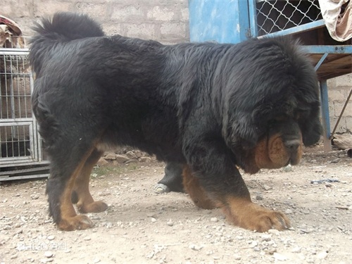 曾经卖20万美元的猪獒，如今上了餐桌被当美食