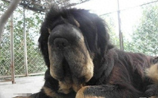 曾经卖20万美元的猪獒，如今上了餐桌被当美食