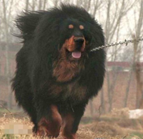 曾经卖20万美元的猪獒，如今上了餐桌被当美食