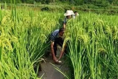 ​回味无穷的稻花鱼