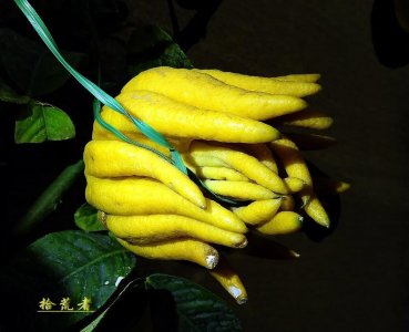 ​佛手，果形奇特的观赏植物