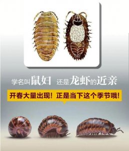 ​西瓜还没吃到，“西瓜虫”已经来了