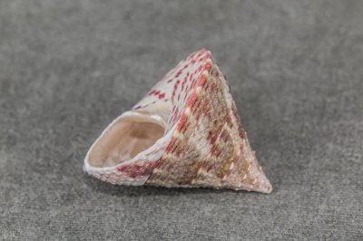 ​渚碧礁有经济价值的马蹄螺