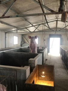 ​现在农民在农村养猪，还能赚钱吗？