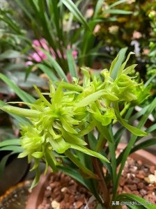 ​冬季养兰怎么浇水的？不要怕，兰花像人一样，渴了也要喝水！