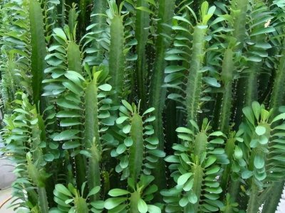 ​龙骨花为什么不能养？3个方面的原因，放在家里不合适