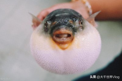 ​揭秘!全球最毒十大鱼类，你知道几种?