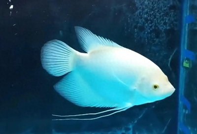 ​十大中大型观赏鱼（TOP9）------招财鱼