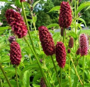 ​地榆是一种什么样的植物