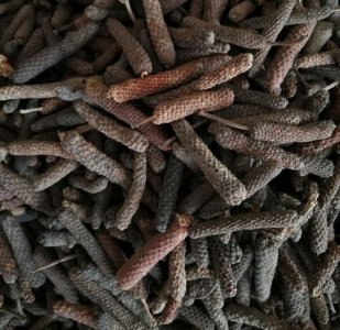 ​荜拔是一种什么样的植物