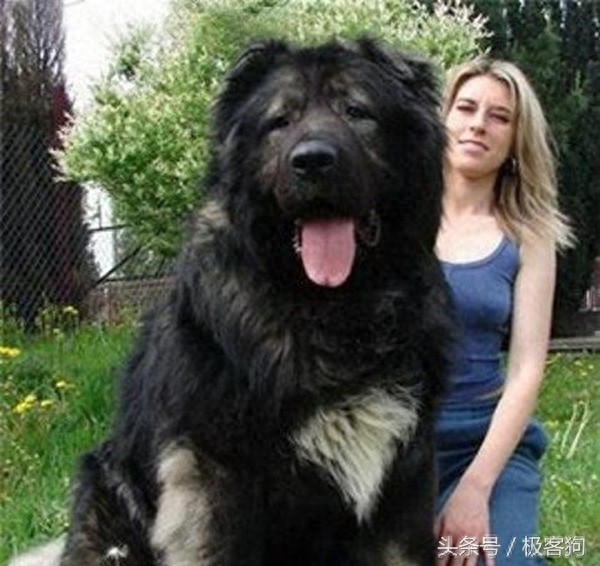 十大知名凶猛斗犬,牛头梗天性就跟其他犬种合不来