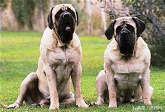 十大知名凶猛斗犬,牛头梗天性就跟其他犬种合不来