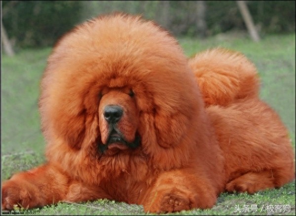 十大知名凶猛斗犬,牛头梗天性就跟其他犬种合不来