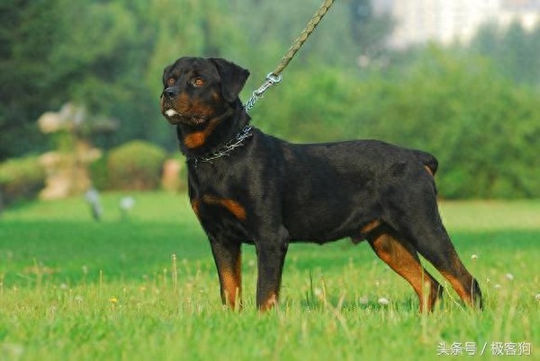 十大知名凶猛斗犬,牛头梗天性就跟其他犬种合不来