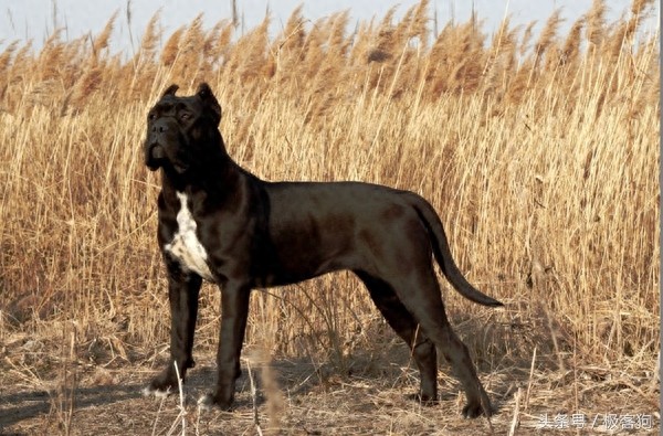 十大知名凶猛斗犬,牛头梗天性就跟其他犬种合不来