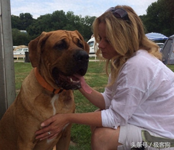 十大知名凶猛斗犬,牛头梗天性就跟其他犬种合不来