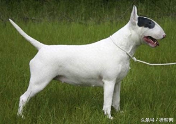 十大知名凶猛斗犬,牛头梗天性就跟其他犬种合不来