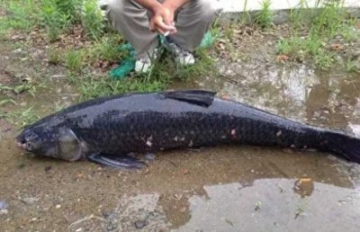 ​钓青鱼用什么饵料最好？