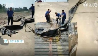 ​三峡水怪被打捞上岸露真身！三峡水怪到底是什么怪物？现场打捞视频曝光