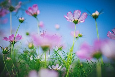 ​农村俗语“鲜花插在牛粪上”是什么意思？鲜花可以插在牛粪上吗？