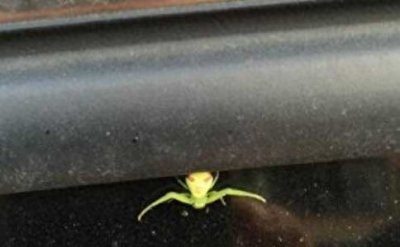 ​十大人面动物，看着就十分渗人