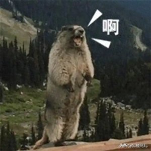 ​雨姐梦男是什么梗？可能是年度最抽象的梗