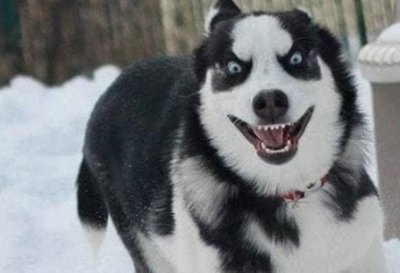 ​狗界三傻四疯都是什么，哈士奇带领队伍傲视群雄