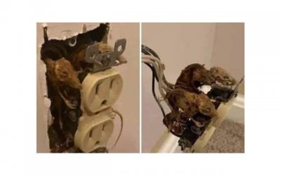 ​明天弟尾酒（明天弟尾酒度数）