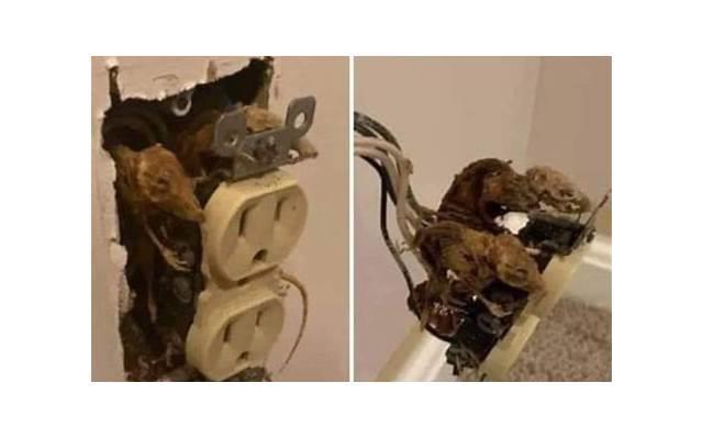 明天弟尾酒（明天弟尾酒度数）