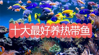 ​十大好养的热带鱼，看看你养过几种？
