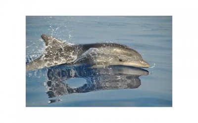 ​网恋婚礼主持开场白