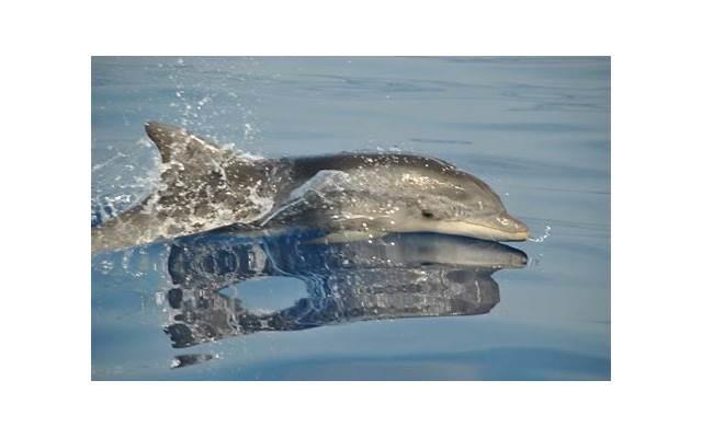 网恋婚礼主持开场白