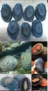 ​世界顶级鲍鱼与市面上常见的鲍鱼的种类与产地，开了眼界了