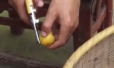 ​琵琶可以泡酒嘛,野生枇杷泡酒的做法