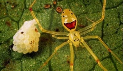 ​世界上最罕见的笑脸蜘蛛，身体仅5毫米长