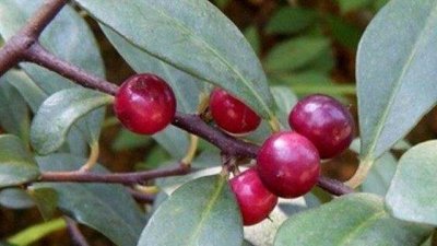 ​如此珍贵的野果，山里若有见到，请别不当回事，目前65元一斤