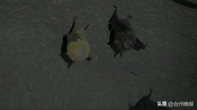 ​全国首例！在台州发现