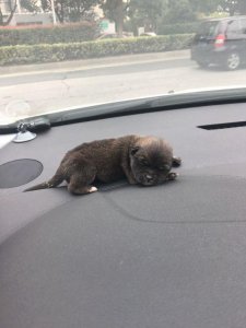 ​孩子用木棍把小奶狗翻来翻去玩，狗狗疼的唧唧哝哝惨叫不断