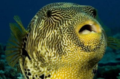 ​河豚鱼的价格是多少