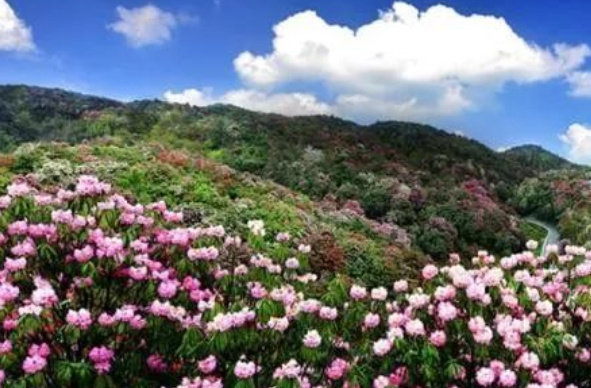 中国十大花海排行榜：三月的林芝花海桃花满天