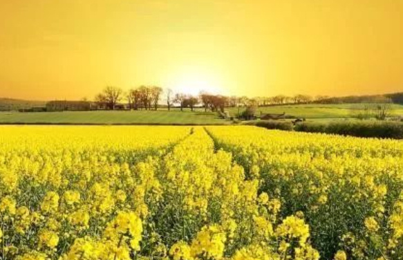 中国十大花海排行榜：三月的林芝花海桃花满天