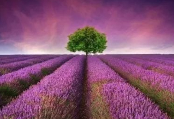 中国十大花海排行榜：三月的林芝花海桃花满天