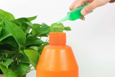 ​绿萝插一根能长一盆吗