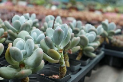 ​肉肉浇水需要浇多少