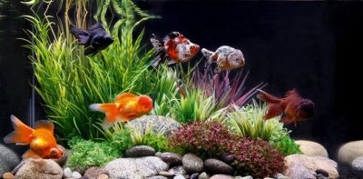 ​观赏鱼多久喂一次食？观赏鱼喂食要注意什么？