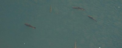 ​秋季钓鲫鱼用什么味型的饵料